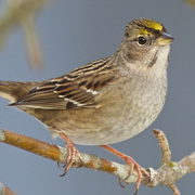 Adult winter plumage. Note: limited yellow coloration on forecrown.