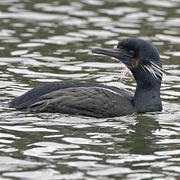 Breeding adult. Note: blue throat pouch and white Breeding adult. Note: blue throat pouch and white