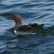 Breeding adult Breeding adult