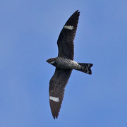 Male in flight. Note: white band on tail. Male in flight. Note: white band on tail.