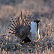 Displaying male. Displaying male.