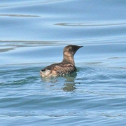 Breeding adult Breeding adult