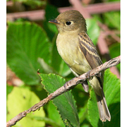 Note: eye ring tapers to back of head. Note: eye ring tapers to back of head.