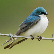 Adult. Note: sharp contrast on sides of head. Adult. Note: sharp contrast on sides of head.