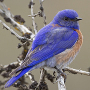Male. Note: dark blue head, back and wings. Male. Note: dark blue head, back and wings.
